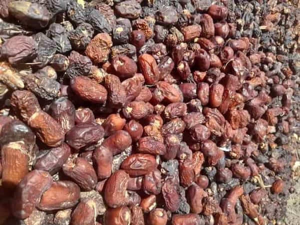 تصویر 3 از خرید و قیمت ضایعات خرما کرمان + فروش عمده